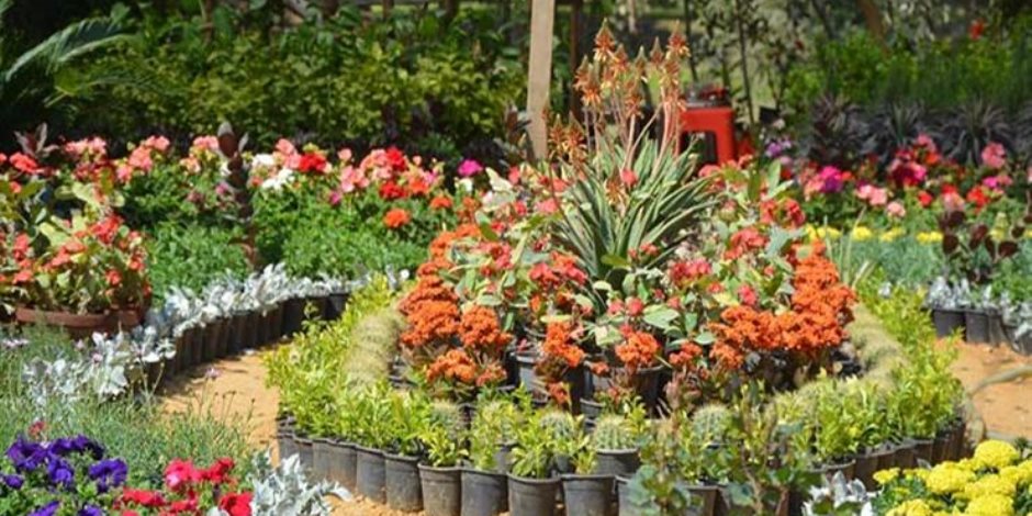 افتتاح معرض زهور الربيع  في دورته الـ 89 بحديقة الأورمان النباتية بالجيزة