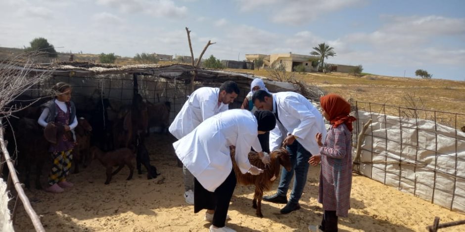 «بحوث الصحراء» ينظم قافلة بيطرية بقرى الشيخ زويد (صور)