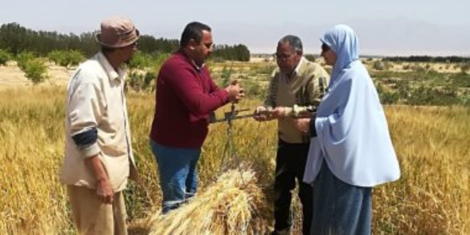 بشائر الخير.. جنوب سيناء من أوائل المحافظات التى تحصد القمح مبكرًا هذا العام