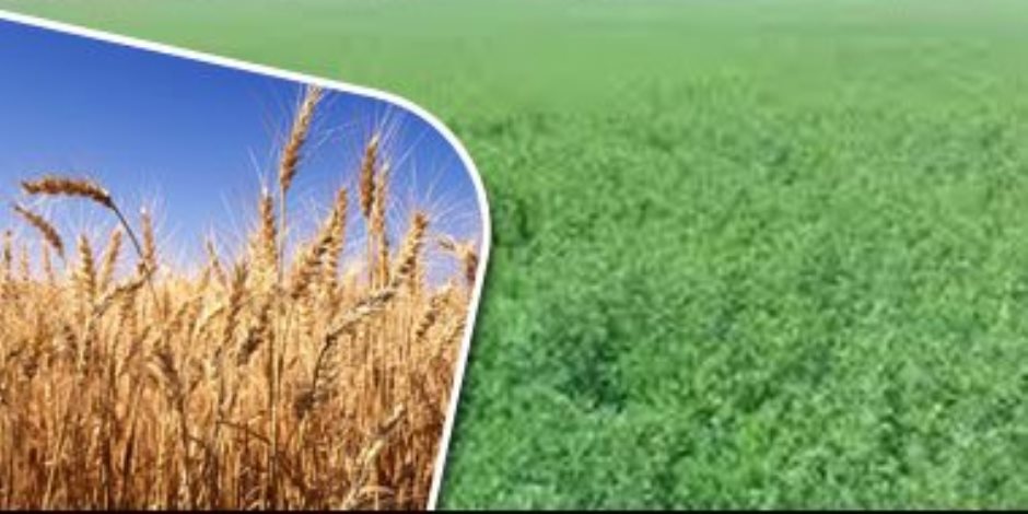 هذه نسب الاكتفاء الذاتي لأهم المحاصيل الاستراتيجية في مصر .. القمح يرتفع لـ41.4٪.. والخضراوات 103.7%.. إنفوجراف