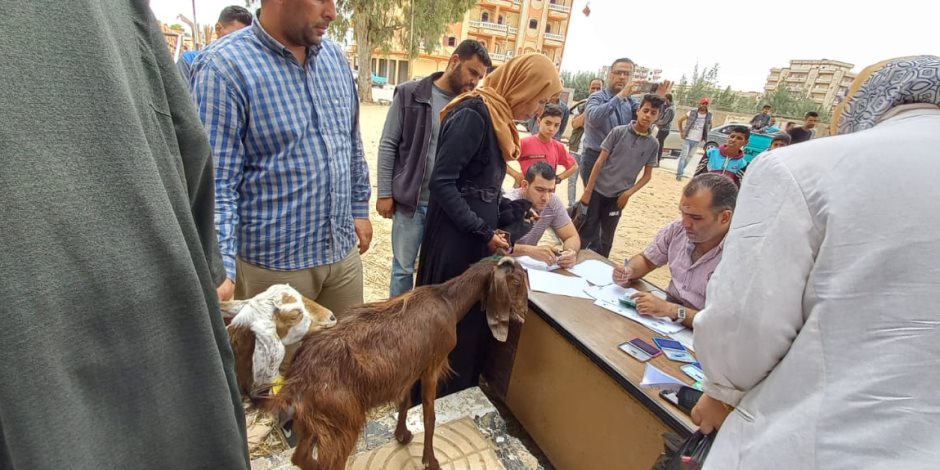 ضمن برنامج" فرصة" للحماية الإجتماعية.. التضامن تسلم 450 مشروع رؤوس أغنام لأهالي شمال سيناء.. (صور)