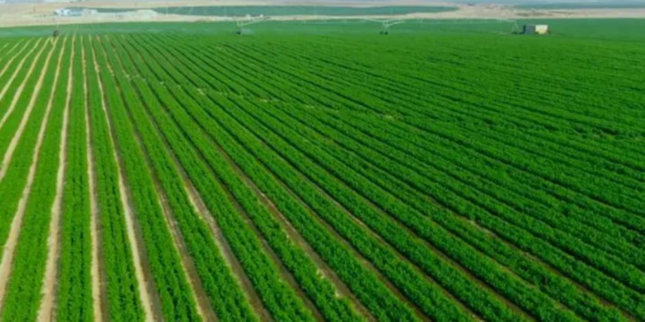 «مستقبل مصر للإنتاج الزراعي» مشروع يعادل 12.9% من الوادي والدلتا: خير مصر القادم