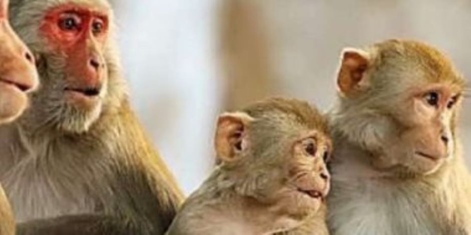  للوقاية من جدري القرود.. اعرف 10 توصيات من منظمة الصحة العالمية 