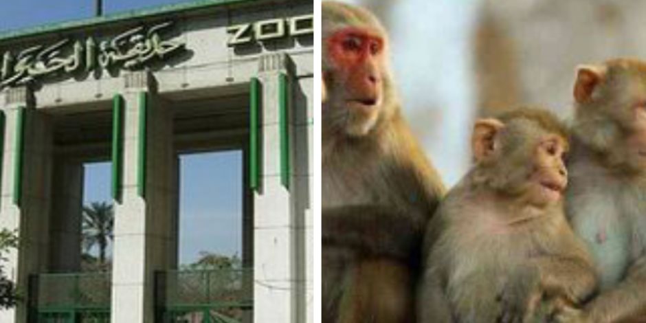 مدير عام حدائق الحيوان لـ«صوت الأمة»: حديقة الجيزة خالية من أي إصابة بجدري القرود وآمنة للزوار