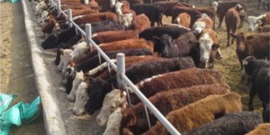 بمزارع لتربية الماشية ومجازر ‏آلية متكاملة.. "الوطنية للإنتاج الحيواني" تدعم الأمن الغذائي