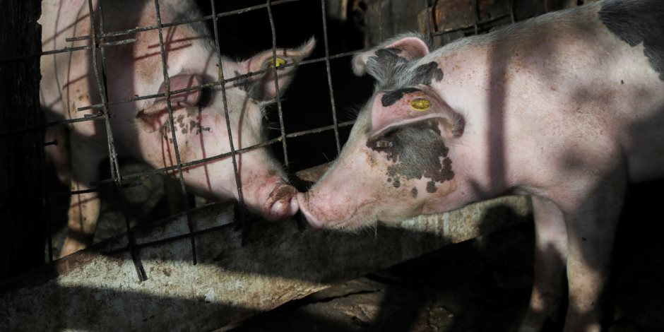 اكتشاف «حمى الخنازير الإفريقية» داخل مزرعتين بولاية كيرالا الهندية