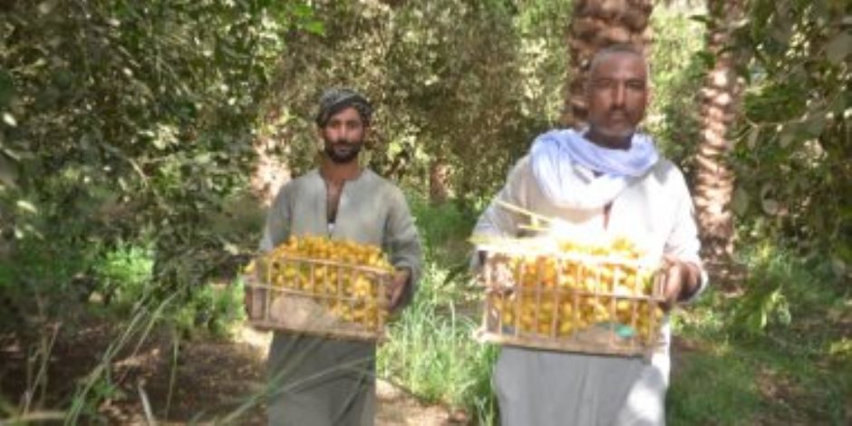 ياطالع النخل.. انطلاق موسم حصاد البلح البرحى من مزرعة الملك فاروق بالأقصر