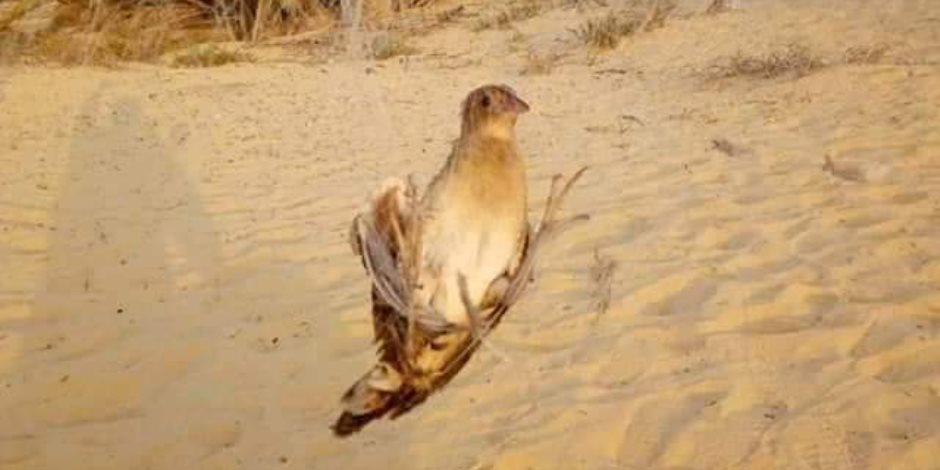 تفاصيل إطلاق موسم صيد طيور السمان والشرشير المهاجرة على ساحل المتوسط بشمال سيناء (صور)