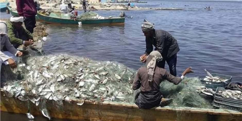 الأمن الغذائي بخير.. مبادرة «سيناء البردويل» تزيد انتاج بحيرة البردويل من الأسماك الفاخرة لـ50 ألف طن سنويا