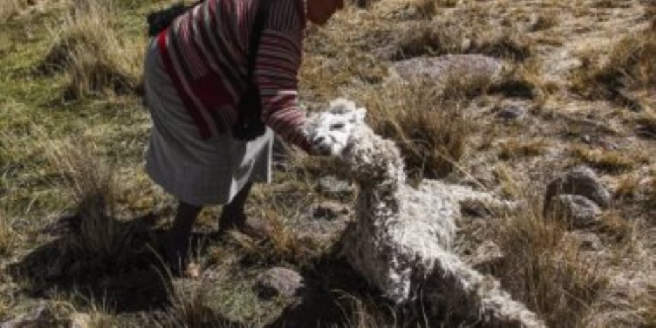 بسبب الجفاف.. حيوانات الألبكة تواجه الموت في بيرو