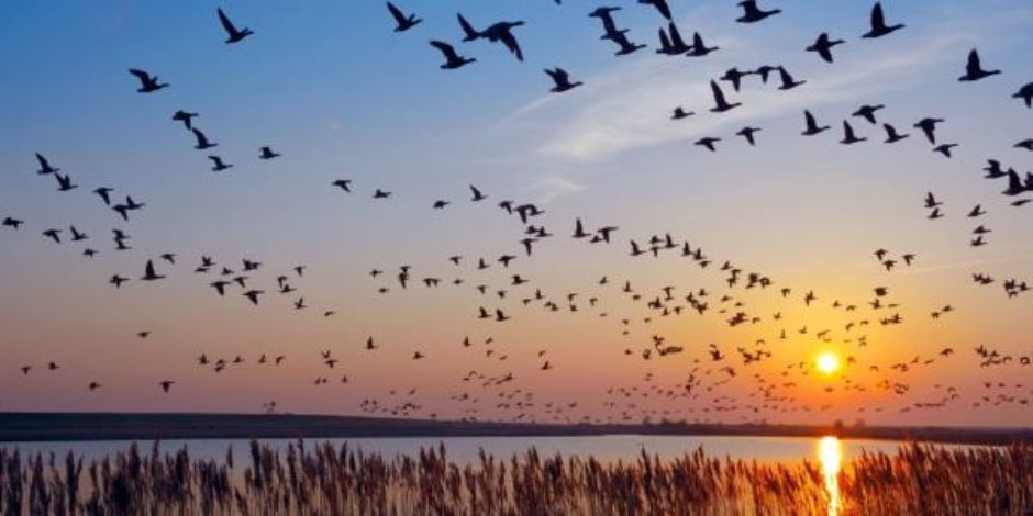 مليون نوع من الكائنات الحية مهددة بالانقراض.. مصر ثاني أهم مسار لهجرة الطيور عالمياً