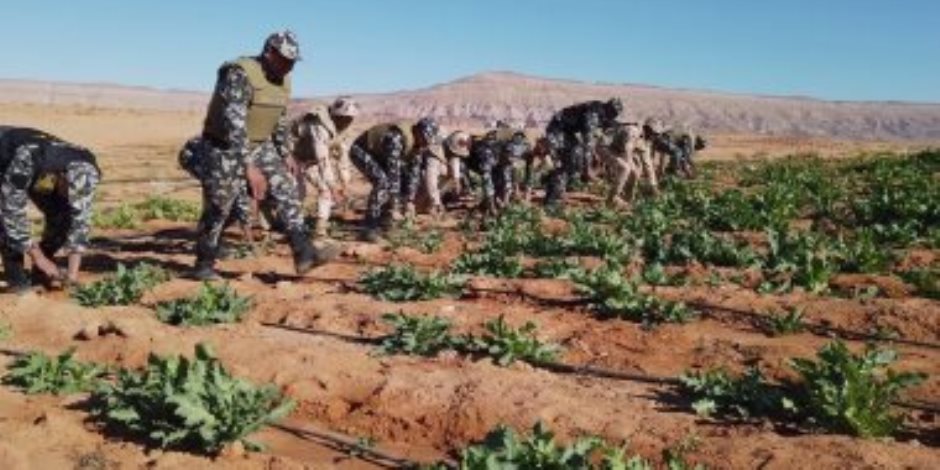 قوات حرس الحدود تدمر 160 مزرعة مخدرات وتضبط 4 مصانع حشيش (صور)