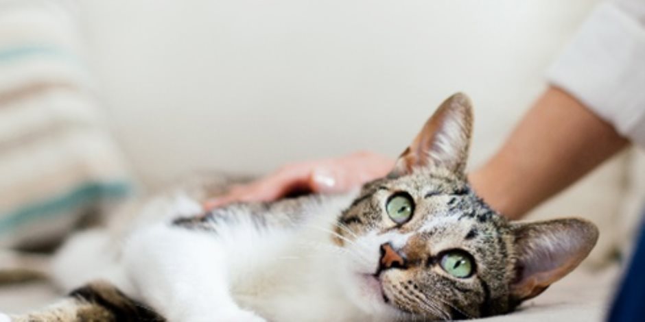 ظهور مرض جلدي نادر في بريطانيا ينتقل عبر القطط: ما القصة؟ 