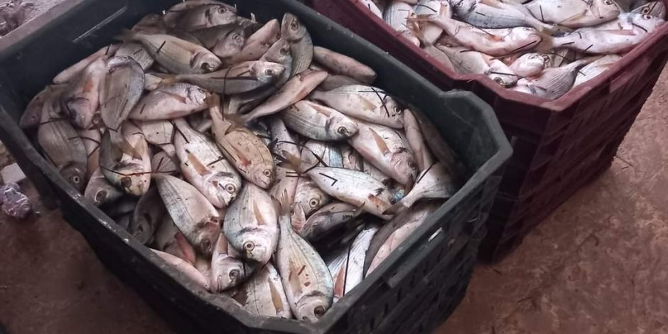 زيادة إنتاج أسماك الدنيس ببحيرة البردويل بنسبة 33%.. والخير يعم على شمال سيناء (صور)