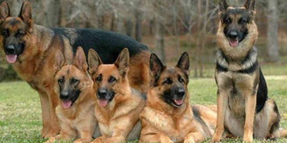 منها "الهاسكى والجيرمانشيبرد".. مشروع قانون حظر اقتناء الكلاب وحيازة الحيوانات الخطرة يثير الجدل تحت قبة البرلمان