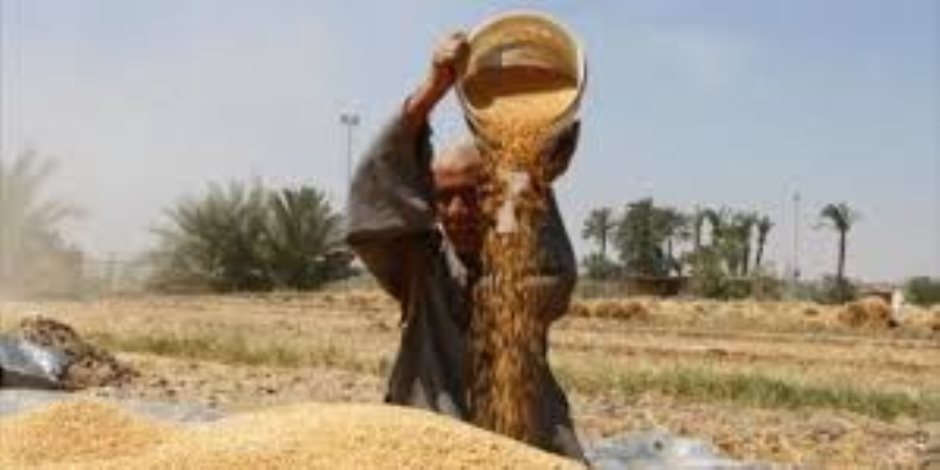 بعد أسبوع من بداية حصاده.. ارتفاع توريد القمح المحلى لـ 1.3 مليون طن حتى الآن