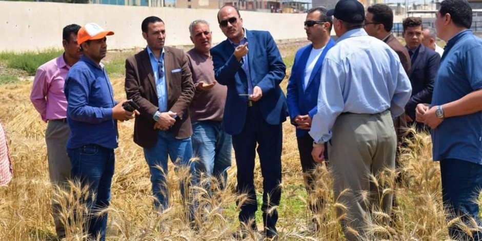 سيناء ارض الخيرات.. بدء موسم حصاد القمح بمزرعة جامعة العريش (صور)