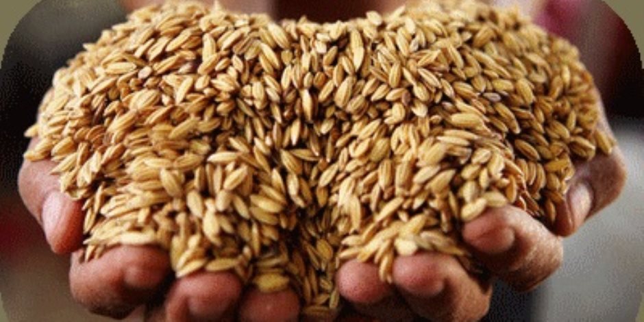 استمرار أعمال حصاد محصول القمح وتوريد 1525 طنا حتى اليوم بأسيوط