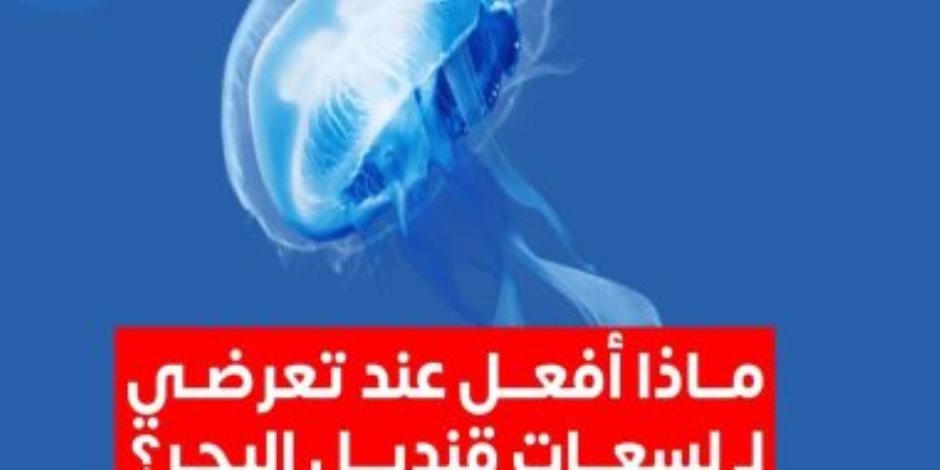 كل ماعليك فعله عند تعرضك للسعات قنديل البحر.. الصحة تجيب