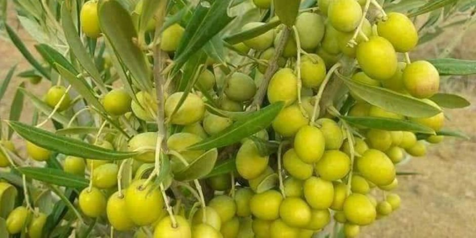 بدأت زراعته في شمال سيناء.. الزيتون القزمي "الأربوكين" أشجاره صغيرة الحجم وكثيفة الإنتاج ومقاوم للآفات