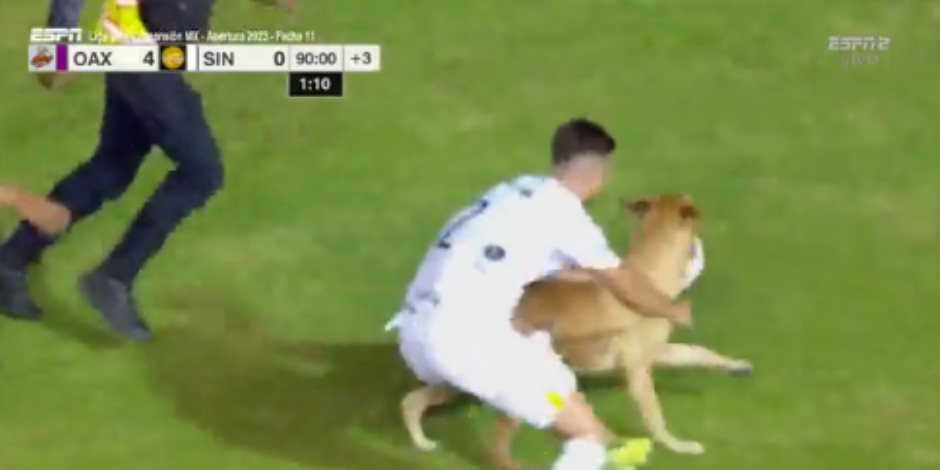  كلب يقتحم مباراة ويسرق الكرة فى الدورى المكسيكى ويراوغ جميع اللاعبين.. فيديو