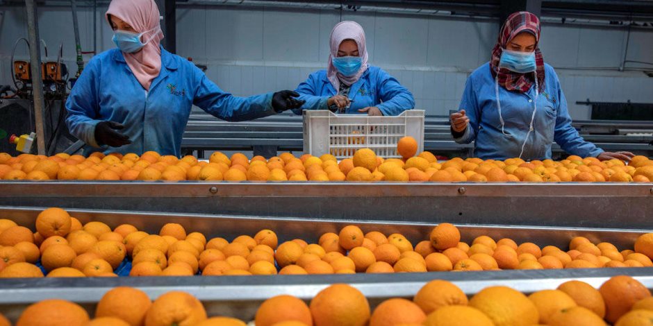 البرتقال المصري الأعلي تصديرا للأسواق الاوربية متفوقا علي جنوب أفريقيا وأسبانيا