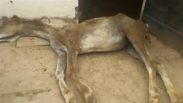 بالصور.. فندق بالبحر الأحمر يشرد إسطبل خيول بالكامل بالصور.. فندق بالبحر الأحمر يشرد إسطبل خيول بالكامل