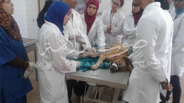 بالصور.. دورة تدريبية عن جراحات العظام في بيطري القناة بالصور.. دورة تدريبية عن جراحات العظام في بيطري القناة
