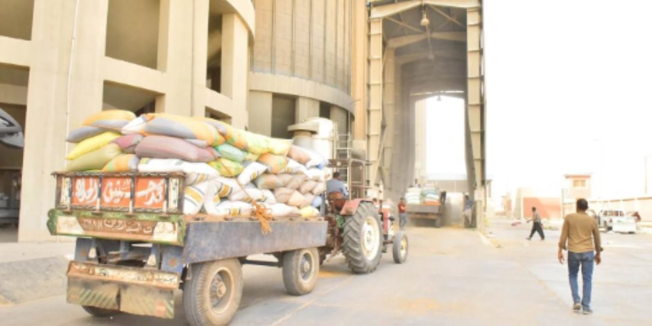 المحافظات تواصل استقبال القمح من المزارعين وتخزينه في الشون والصوامع