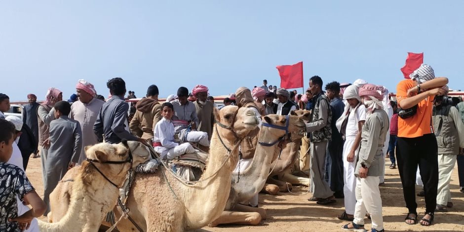 انطلاق مهرجان سباق الهجن بشوط "الغبطان" اهداء لروح الشيخ محمد أبو ملحوس مؤسس الرياضة بشمال سيناء (صور)