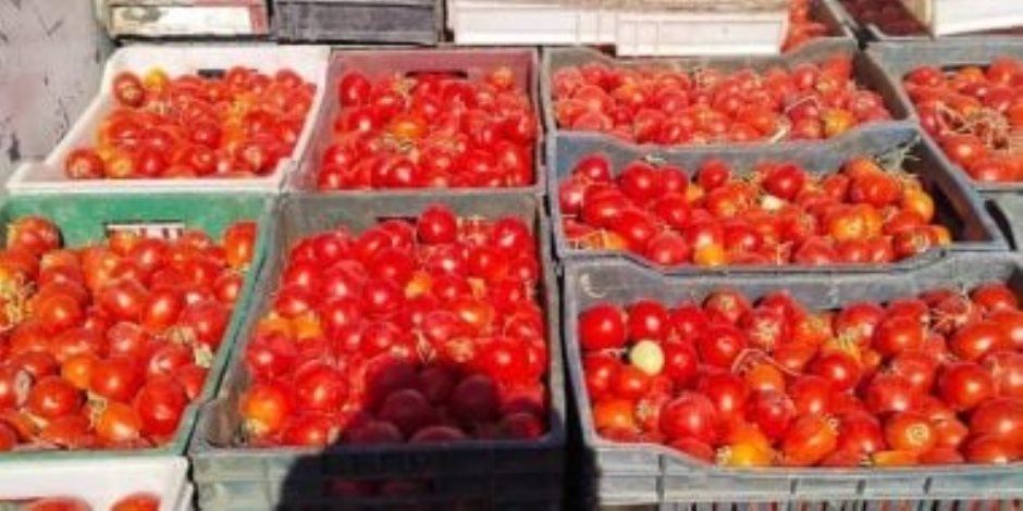 محافظ الوادى الجديد: طرح باكورة إنتاج مزارع الطماطم بسعر 5 جنيهات للكيلو