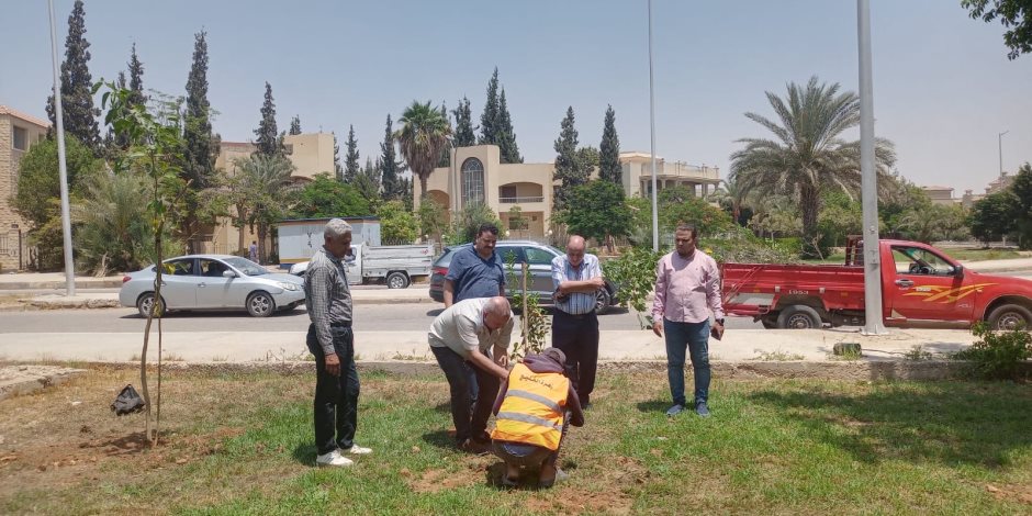 جهاز تنمية مدينة الشروق يعلن بدء زراعة 3500 شجره مُثمرة بعدة أحياء ومناطق بالمدينة