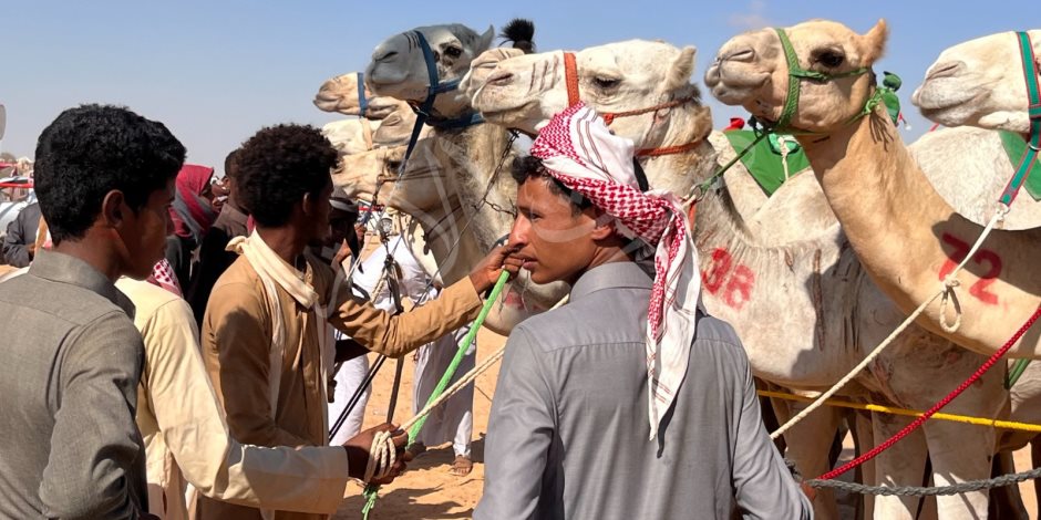 إحياء تراث تربية الإبل في سباق الهجن في مهرجان العلمين الجديدة (صور)