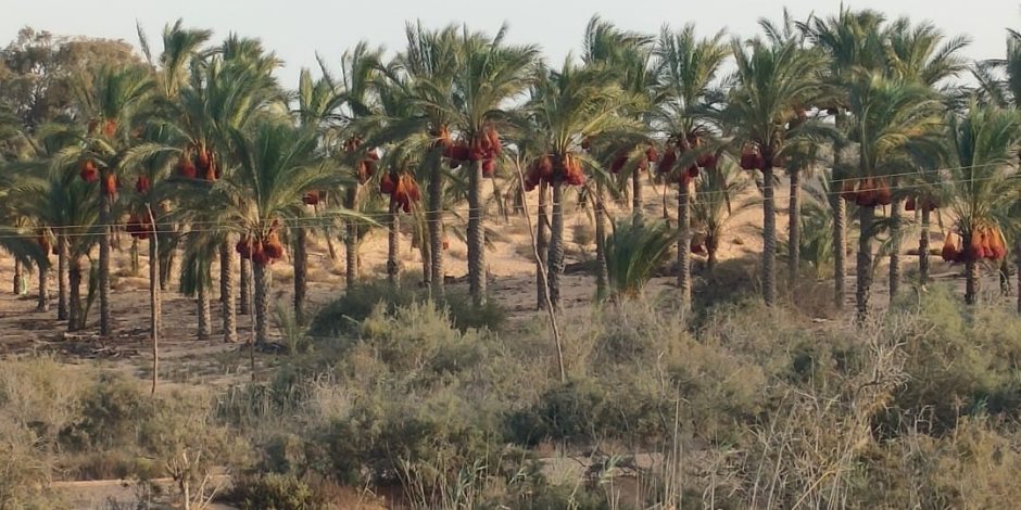 سبتمبر الخير والأفراح.. بداية لمواسم حصاد ثمار البلح والزيتون وصيد السمان فى شمال سيناء