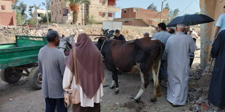 «حياة كريمة» تطلق قوافلها البيطرية في المحافظات للنهوض بالثروة الحيوانية 