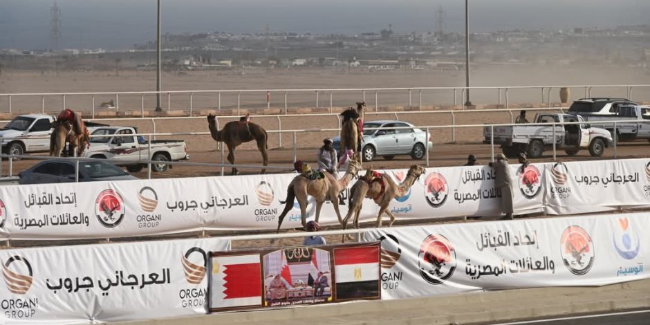 وسط جمهور غفير وبحضور رؤساء الوفود العربية.. انطلاقة قوية لمهرجان الهجن العربي بشرم الشيخ (صور)