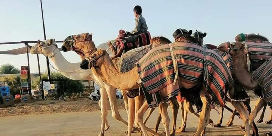 العريش تشهد انطلاق مهرجان سباق الهجن ضمن احتفالات شمال سيناء بذكري التحرير العريش تشهد انطلاق مهرجان سباق الهجن ضمن احتفالات شمال سيناء بذكري التحرير
