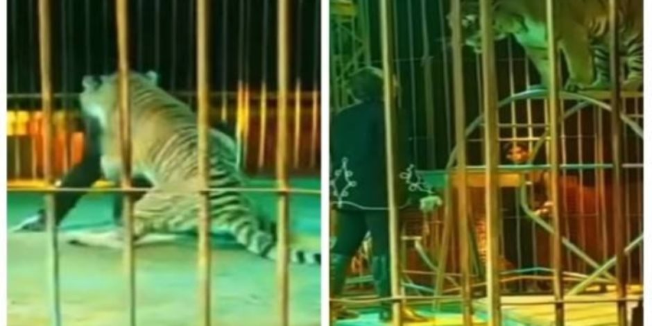 31 مايو.. أولى جلسات محاكمة مدربة أسود سيرك طنطا في واقعة النمر 31 مايو.. أولى جلسات محاكمة مدربة أسود سيرك طنطا في واقعة النمر