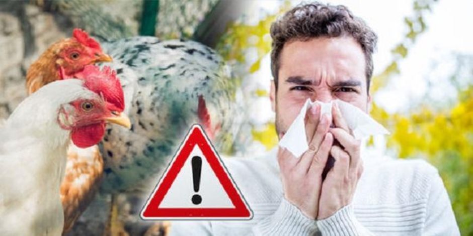 موجة جديدة من أنفلونزا الطيور تجتاح أمريكا اللاتينية.. الفيروس يضرب اقتصاد البرازيل والأرجنتين وارتفاع في أسعار البيض والدجاج موجة جديدة من أنفلونزا الطيور تجتاح أمريكا اللاتينية.. الفيروس يضرب اقتصاد البرازيل والأرجنتين وارتفاع في أسعار البيض والدجاج