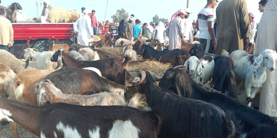 في أسواق شمال سيناء.. وفرة بأضاحي العيد والأسعار "متباينة" و"الخراف" تكسب أمام "الماعز" (صور) في أسواق شمال سيناء.. وفرة بأضاحي العيد والأسعار "متباينة" و"الخراف" تكسب أمام "الماعز" (صور)