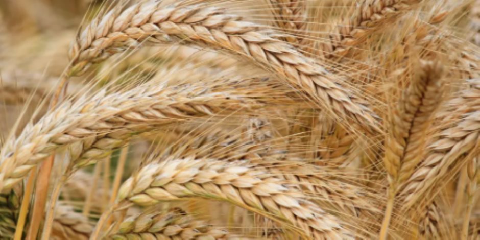مجلس الوزراء: منظومة توريد القمح تواصل العمل بانتظام وسط إقبال المزارعين