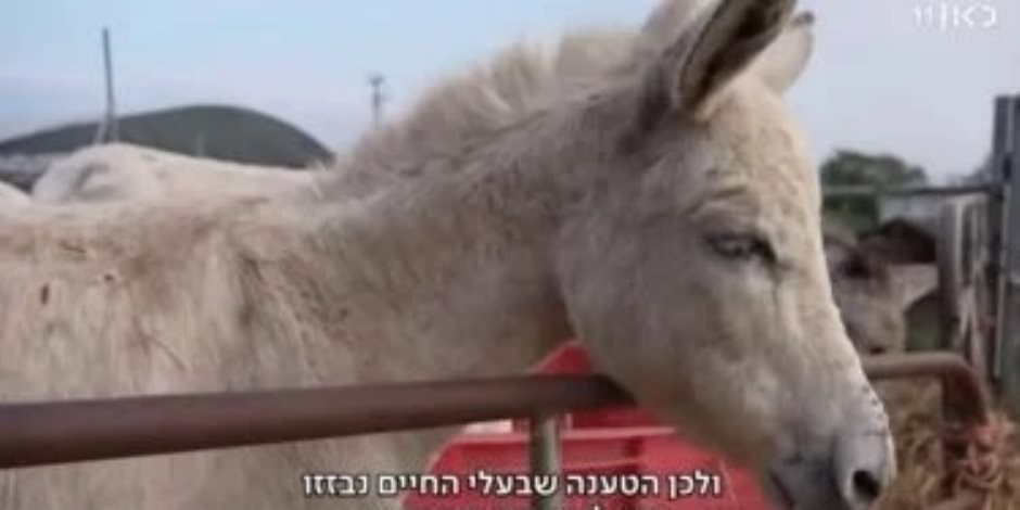 بجد مش هزار   .. إسرائيل تسرق "حمير غزة" وتمنحها حق اللجوء في فرنسا.. صور