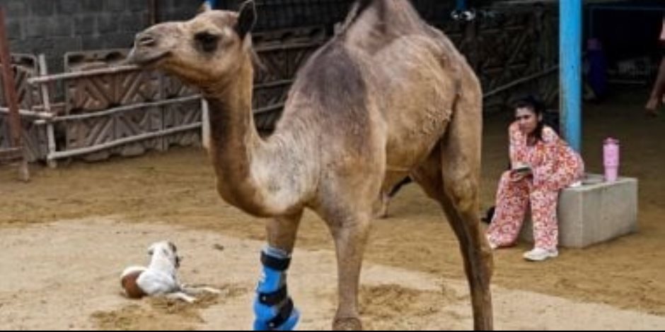 حدث  فى باكستان ..ناقة تحصل على ساق صناعية بعد بتر قدمها "صور"