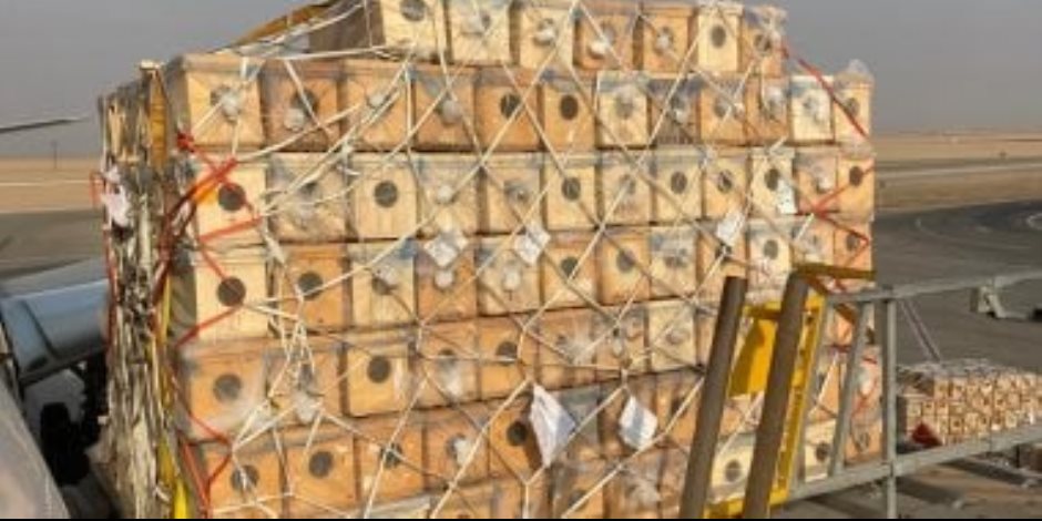 مصر للطيران تنجح في نقل شحنة حساسة من النحل الحي إلى السعودية