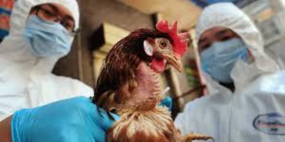 وباء صامت يضرب اسبانيا.. ذبح 857 ألف طائر بسبب أنفلونزا الطيور  