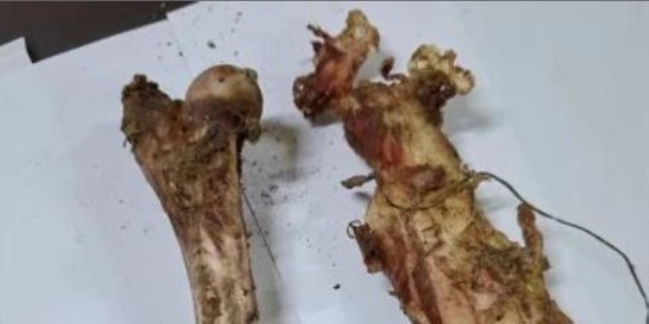 الطب البيطري في سوهاج يوضح حقيقة العظام الملقاة في القمامة: ليست لكلاب