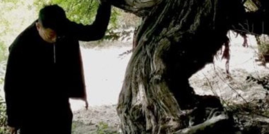 موسوعة جينيس توثق أقدم شجرة عنب حية فى العالم بعمر 416 عاما فى التبت