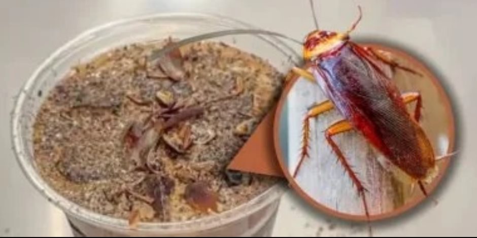 قهوة بالصراصير المطحونة تثير الجدل فى بكين.. تعرف عليها