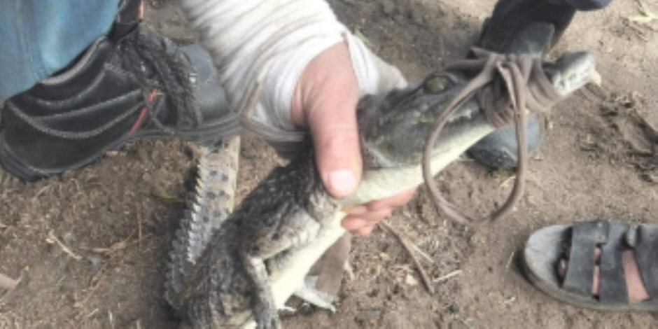 طلع على الشط لوحده.. التفاصيل الكاملة لاصطياد تمساح الزوامل بعد حصاره