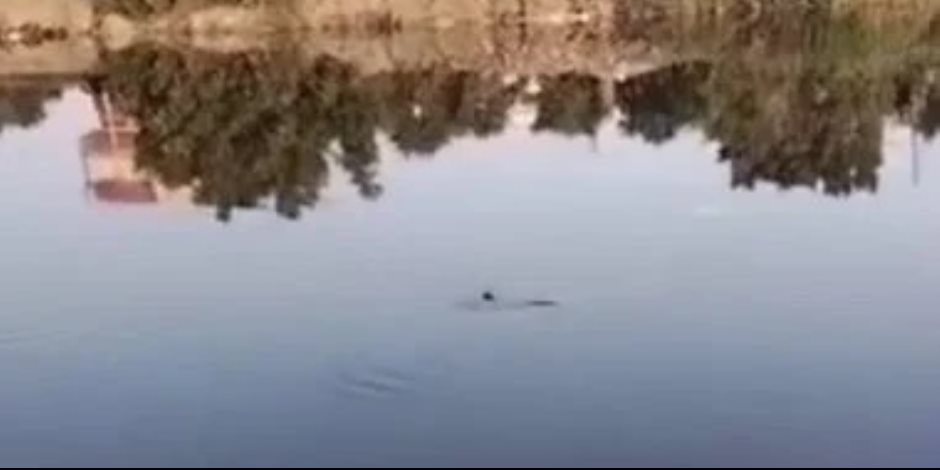 البيئة تفحص فيديو متداول لظهور تمساح جديد بمصرف عمريط فى الشرقية